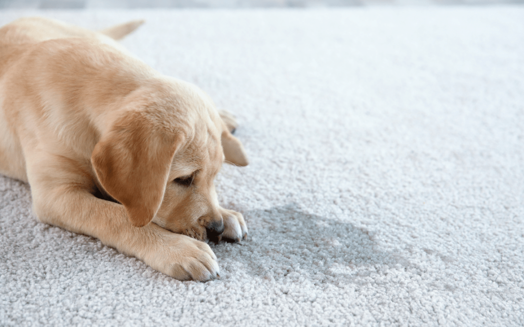 Effective Ways To Extend the Life of Your Carpet